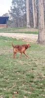 Pink , a female Golden Retriever for sale in Rocky Face, GA – Photo 5 of 5