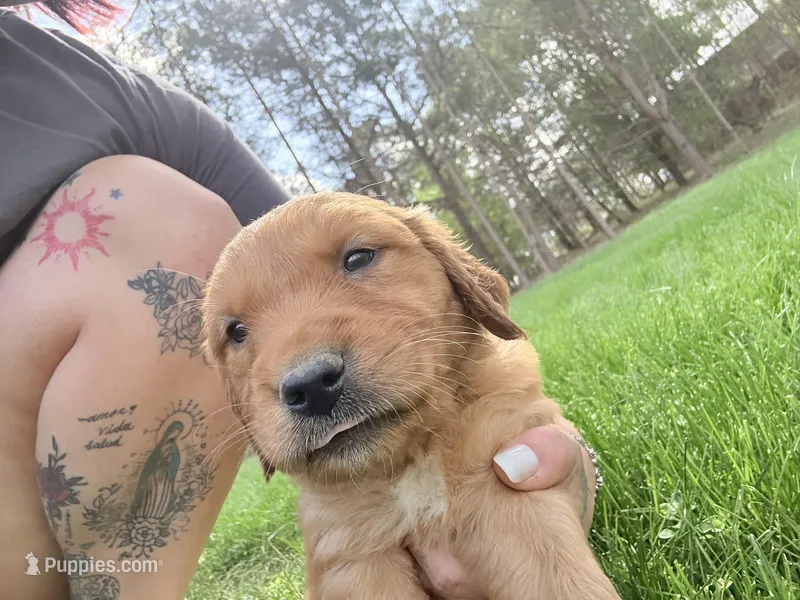 Pink  – Golden Retriever puppy for sale in Rocky Face, GA