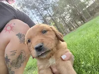 Pink , a female Golden Retriever for sale in Rocky Face, GA – Photo 1 of 5