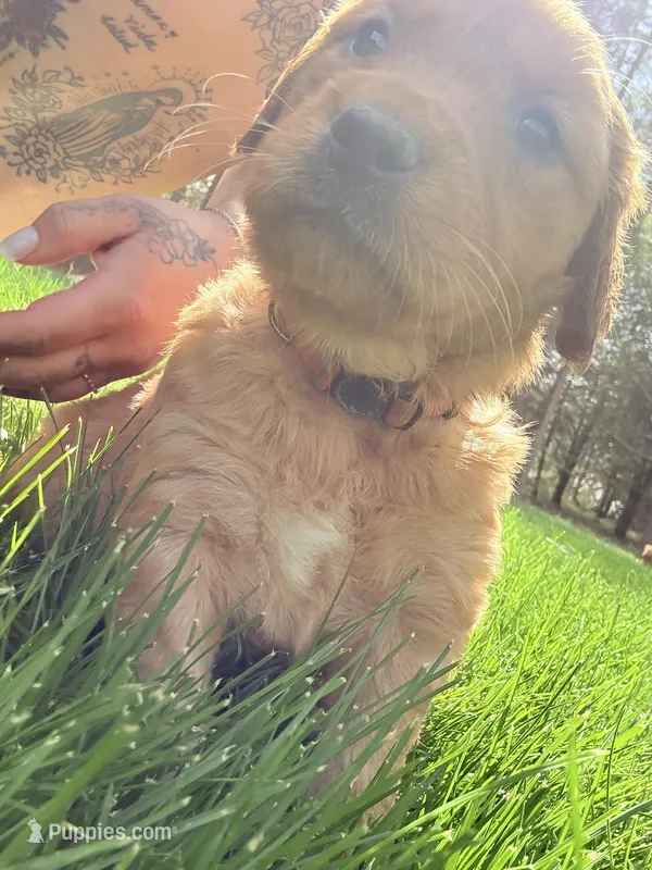 Pink  – Golden Retriever puppy for sale in Rocky Face, GA