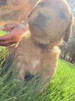 Pink , a female Golden Retriever for sale in Rocky Face, GA – Photo 3 of 5