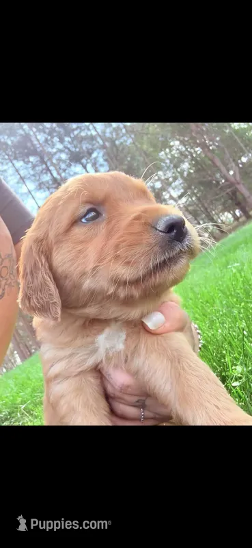 Rosie (pink) – Golden Retriever puppy for sale in Rocky Face, GA