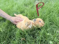 Pink , a female Golden Retriever for sale in Rocky Face, GA – Photo 2 of 5