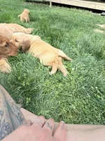 Orange , a female Golden Retriever for sale in Rocky Face, GA – Photo 2 of 3