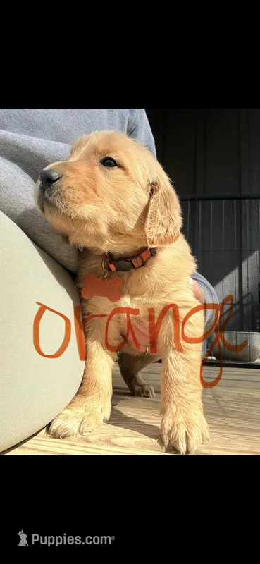 Orange  – Golden Retriever puppy for sale in Rocky Face, GA