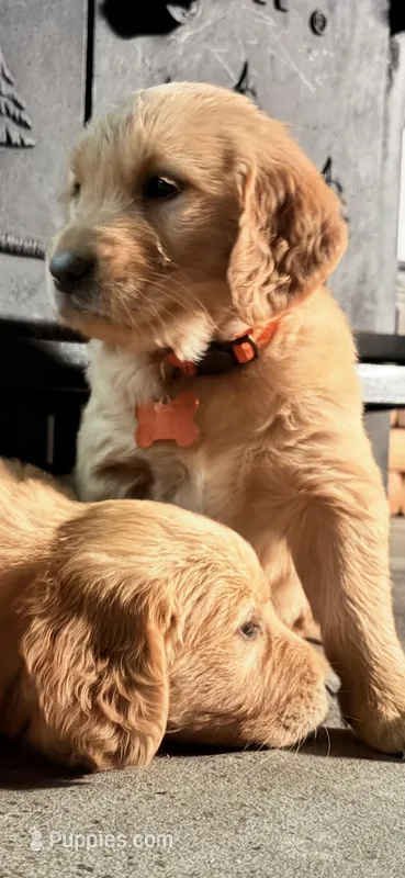 Orange  – Golden Retriever puppy for sale in Rocky Face, GA