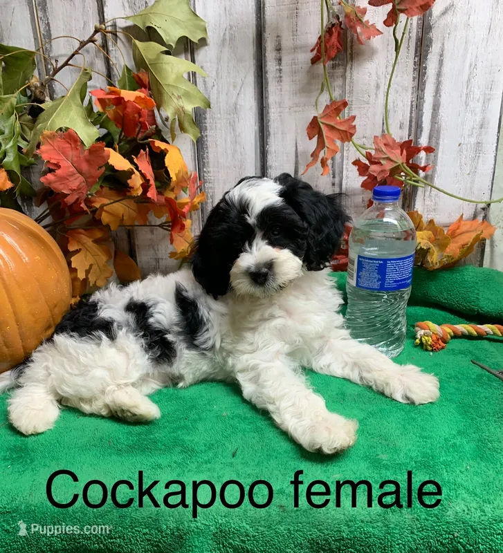 Buffy pup – Cockapoo puppy for sale in Damascus, AR