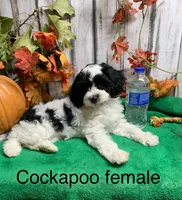 Buffy pup, a female Cockapoo for sale in Damascus, AR – 1 of 3