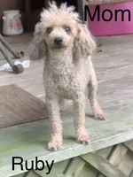 Ruby’s pup, a female Poodle - Toy  for sale in Damascus, AR – 3 of 4