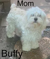 Buffy pup, a female Cockapoo for sale in Damascus, AR – 3 of 3