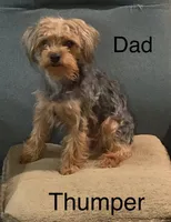 Thumper, a male Morkie for sale in Damascus, AR – 3 of 3
