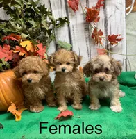 Ruby’s pup, a female Poodle - Toy  for sale in Damascus, AR – 4 of 4
