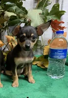 Black and tan, a female Chihuahua for sale in Damascus, AR – 1 of 1