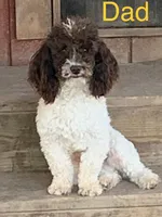 Buffy pup, a female Cockapoo for sale in Damascus, AR – 2 of 3