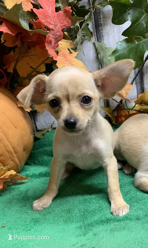 Pretty girl pup – Chihuahua puppy for sale in Damascus, AR
