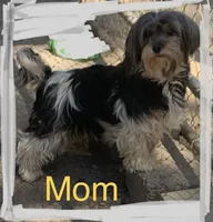 Thumper, a male Morkie for sale in Damascus, AR – 2 of 3