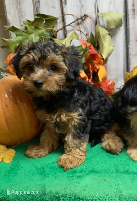 Thumper – Morkie puppy for sale in Damascus, AR