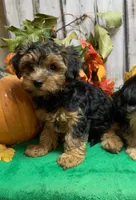 Thumper, a male Morkie for sale in Damascus, AR – 1 of 3