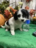 Sky, a female Aussiedoodle for sale in Damascus, AR – 1 of 1