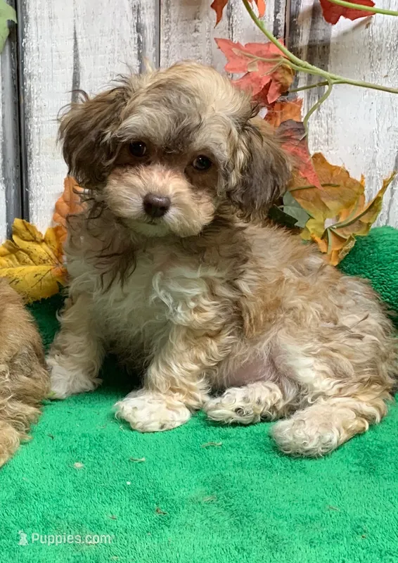 Ruby’s pup – Poodle - Toy  puppy for sale in Damascus, AR
