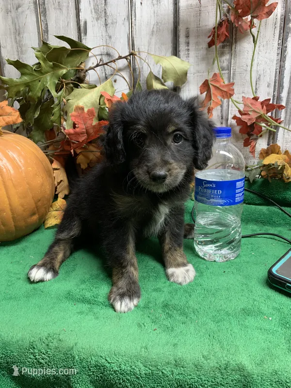 Garner – Aussiedoodle puppy for sale in Damascus, AR