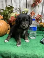 Garner, a male Aussiedoodle for sale in Damascus, AR – 1 of 1
