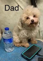 Ruby’s pup, a female Poodle - Toy  for sale in Damascus, AR – 2 of 4