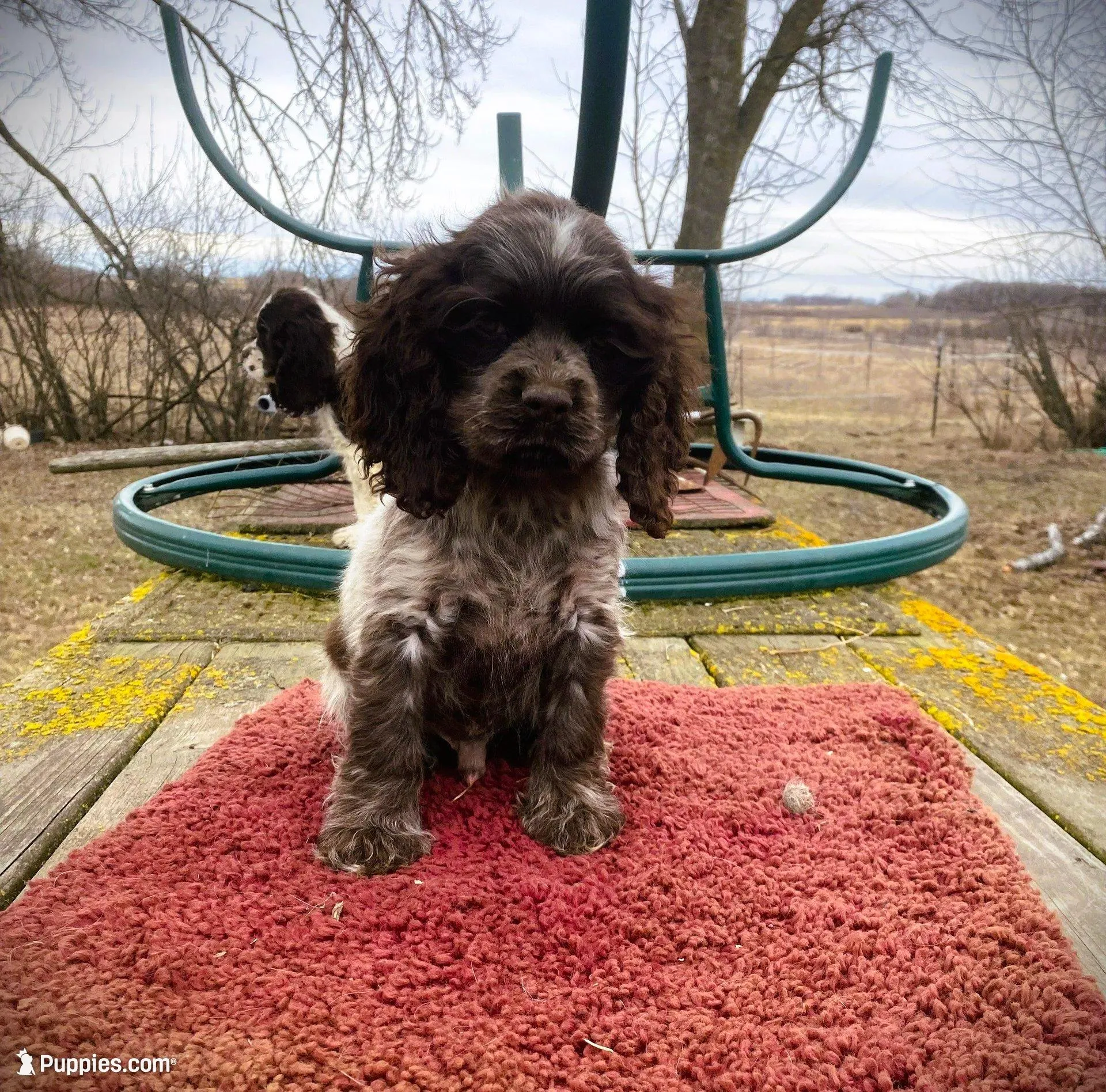 Choc/wht Roan Male – Cocker Spaniel puppy for sale in Brainerd, MN