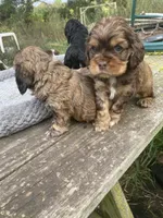 Sable  Male, a male Cocker Spaniel for sale in Brainerd, MN – 3 of 8
