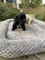 Black Male, a male Cocker Spaniel for sale in Brainerd, MN – 3 of 10