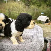Black/wht  Female, a female Cocker Spaniel for sale in Brainerd, MN – 3 of 6
