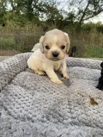  Buff Male, a male Cocker Spaniel for sale in Brainerd, MN – 1 of 10