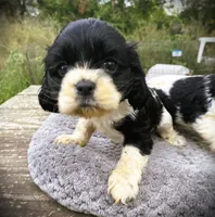 Black/wht  Female, a female Cocker Spaniel for sale in Brainerd, MN – 2 of 6