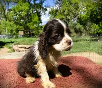 Choc/White Male, a male Cocker Spaniel for sale in Brainerd, MN – 2 of 5
