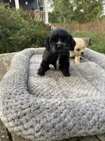 Black Male, a male Cocker Spaniel for sale in Brainerd, MN – 4 of 10