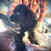 Black Male, a male Cocker Spaniel for sale in Brainerd, MN – Photo 1 of 7