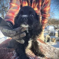 Black Male, a male Cocker Spaniel for sale in Brainerd, MN – Photo 3 of 7