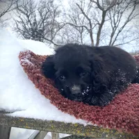 Black Male, a male Cocker Spaniel for sale in Brainerd, MN – Photo 4 of 7