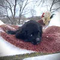 Black Male, a male Cocker Spaniel for sale in Brainerd, MN – Photo 6 of 7