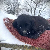 Black Male, a male Cocker Spaniel for sale in Brainerd, MN – Photo 2 of 7