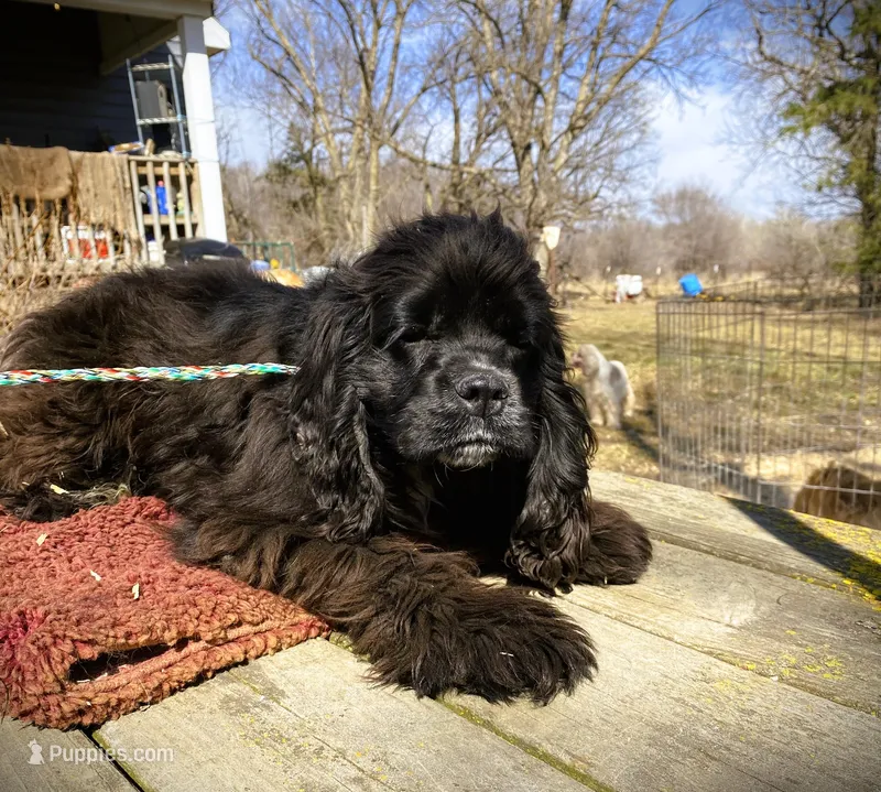 Black Male – Cocker Spaniel puppy for sale in Brainerd, MN