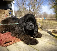 Black Male, a male Cocker Spaniel for sale in Brainerd, MN – 1 of 8