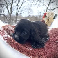 Black Male, a male Cocker Spaniel for sale in Brainerd, MN – Photo 7 of 7