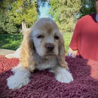 Buff/wht Roan Male, a male Cocker Spaniel for sale in Brainerd, MN – Photo 2 of 5