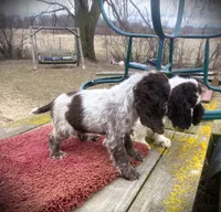 Choc/wht Roan Male, a male Cocker Spaniel for sale in Brainerd, MN – 2 of 10