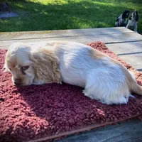Buff/wht Roan Male, a male Cocker Spaniel for sale in Brainerd, MN – Photo 3 of 5