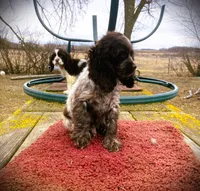 Choc/wht Roan Male, a male Cocker Spaniel for sale in Brainerd, MN – Photo 2 of 6