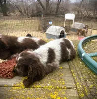 Choc/wht Roan Male, a male Cocker Spaniel for sale in Brainerd, MN – Photo 5 of 6