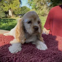 Buff/wht Roan Male, a male Cocker Spaniel for sale in Brainerd, MN – Photo 1 of 5