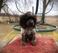 Choc/wht Roan Male, a male Cocker Spaniel for sale in Brainerd, MN – Photo 6 of 6